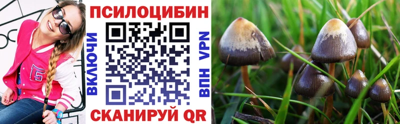 Купить закладки Ленинск-Кузнецкий Псилоцибиновые грибы мицелий